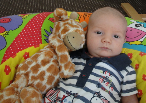 Giraffe